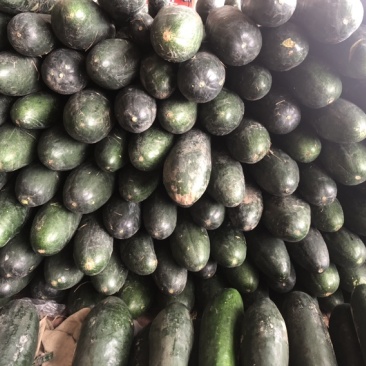 万亩蔬菜基地种植冬瓜直发代办品质优良价格优势