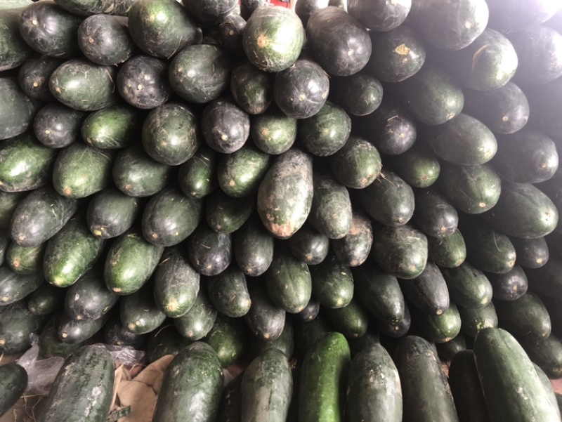 万亩蔬菜基地种植冬瓜直发代办品质优良价格优势