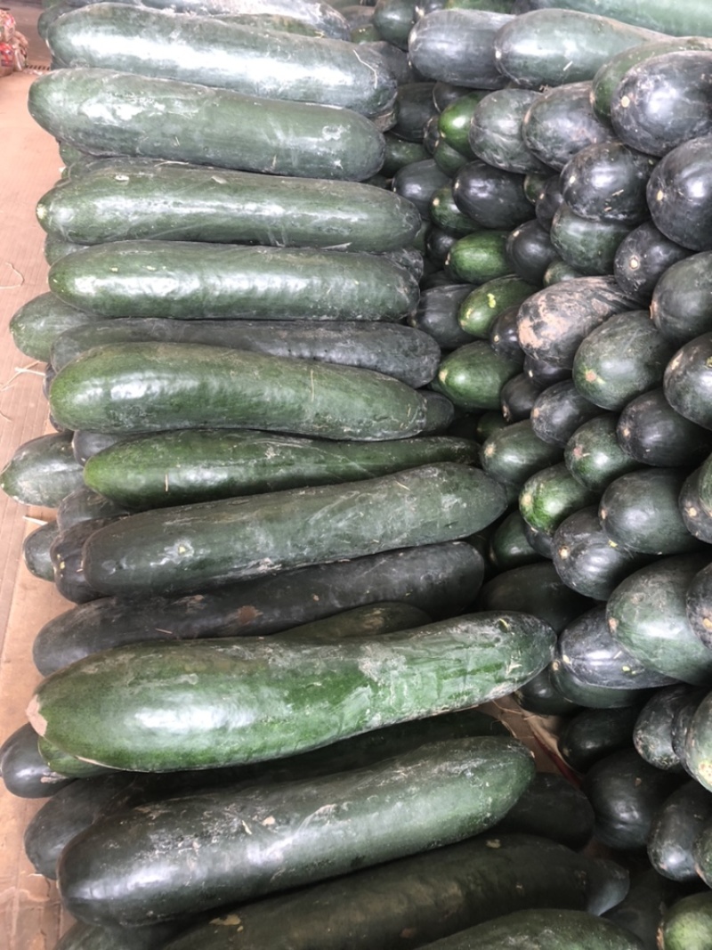 万亩蔬菜基地种植冬瓜直发代办品质优良价格优势