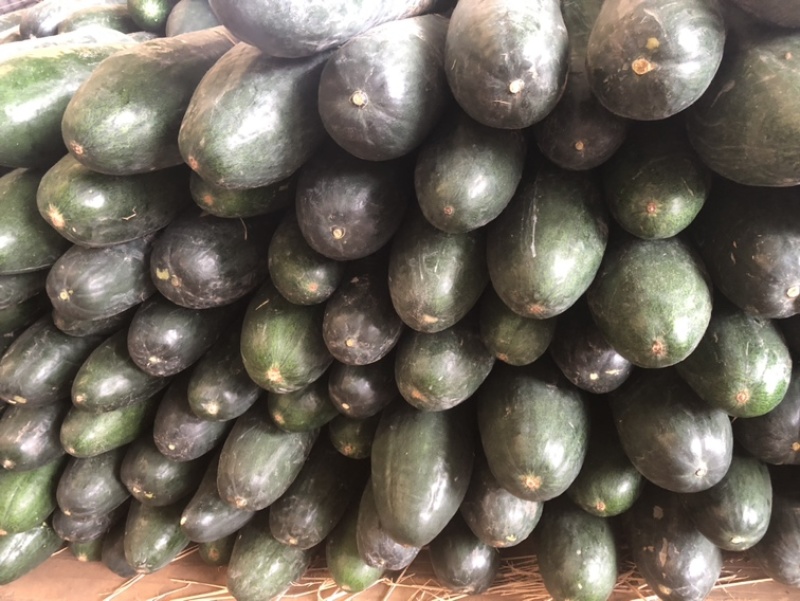 万亩蔬菜基地种植冬瓜直发代办品质优良价格优势
