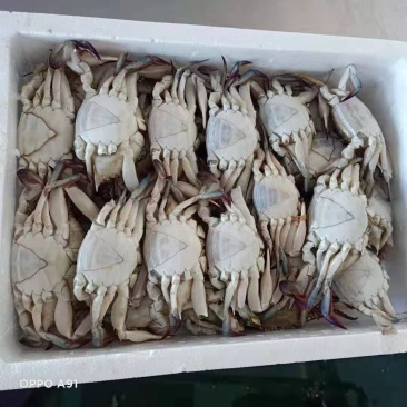 梭子蟹