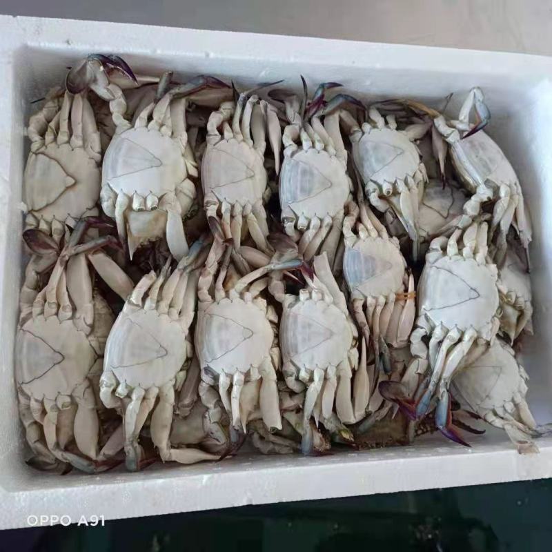 梭子蟹