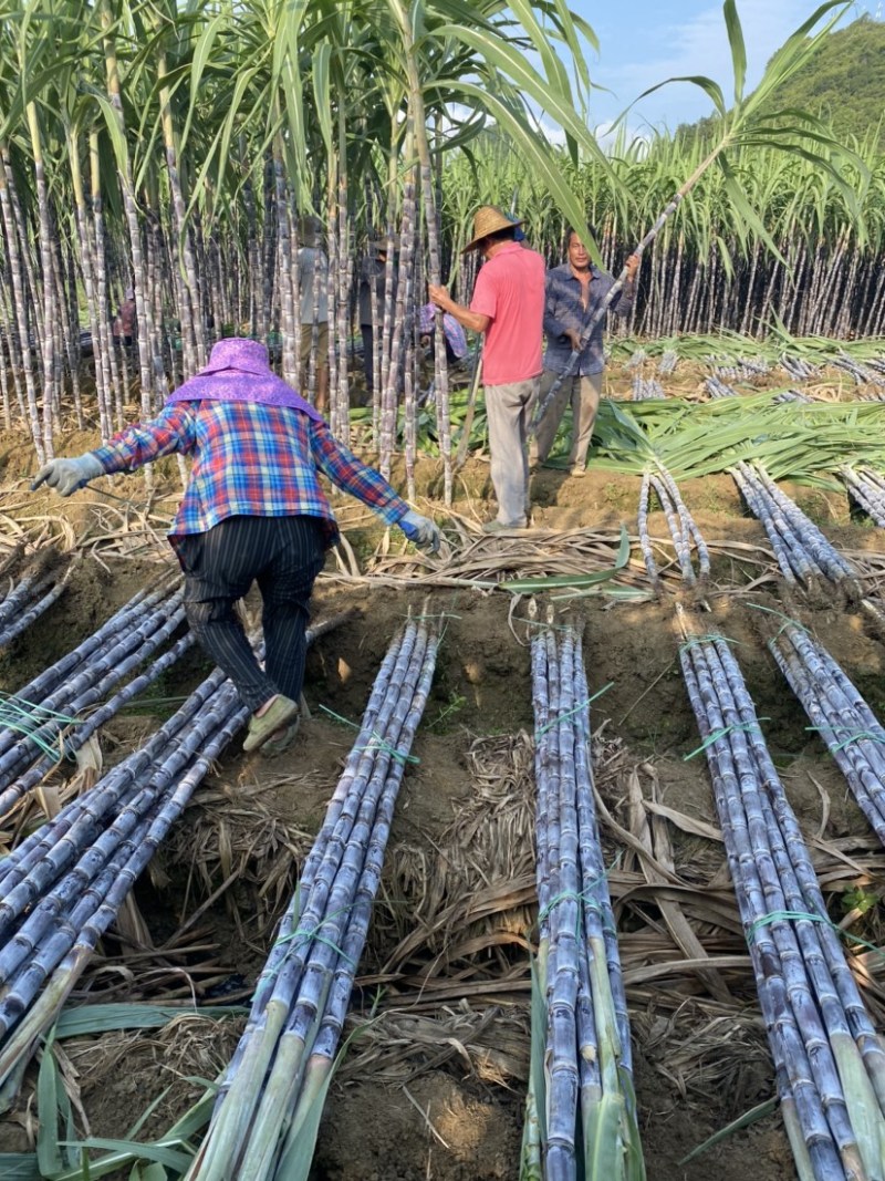 【货源充足价低】优质黑皮甘蔗果蔗广西甘蔗，产地现发来电