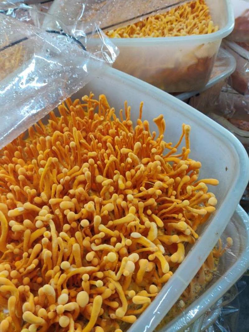 虫草花北虫草产地干货一斤精装食用菌一件代发