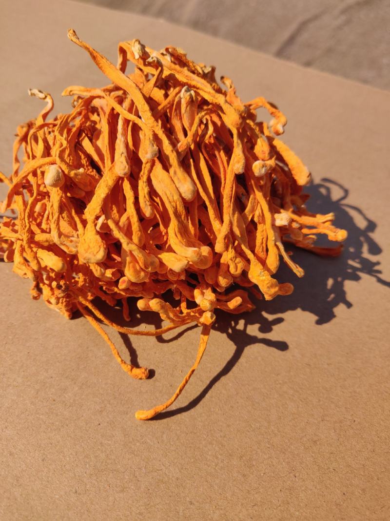虫草花北虫草产地干货一斤精装食用菌一件代发