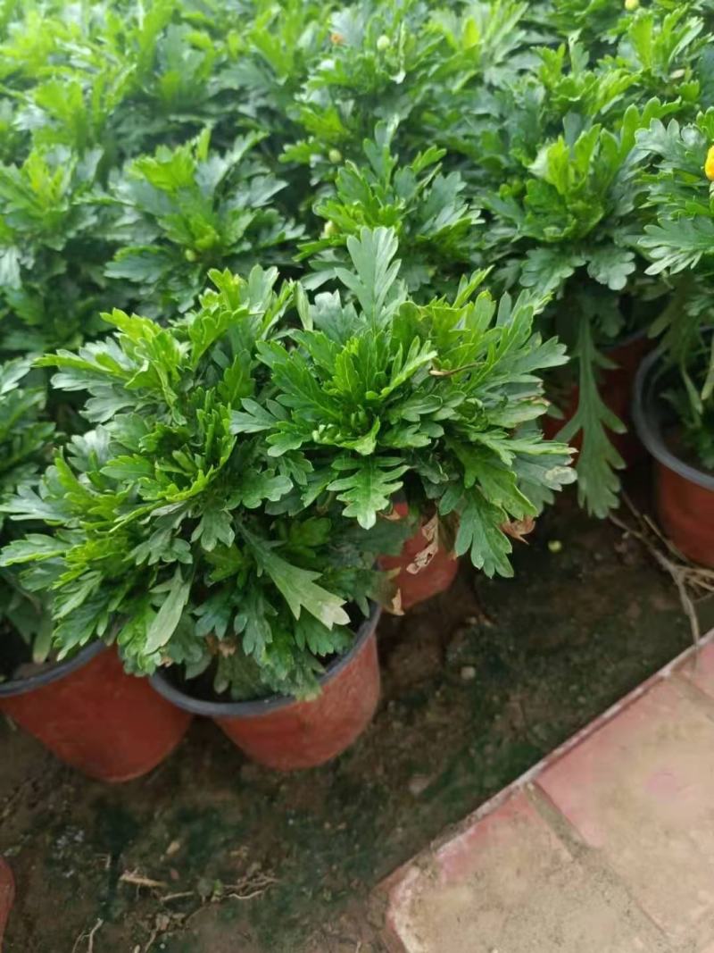 黄金菊，木春菊，一手货源，规格齐全，大量有货