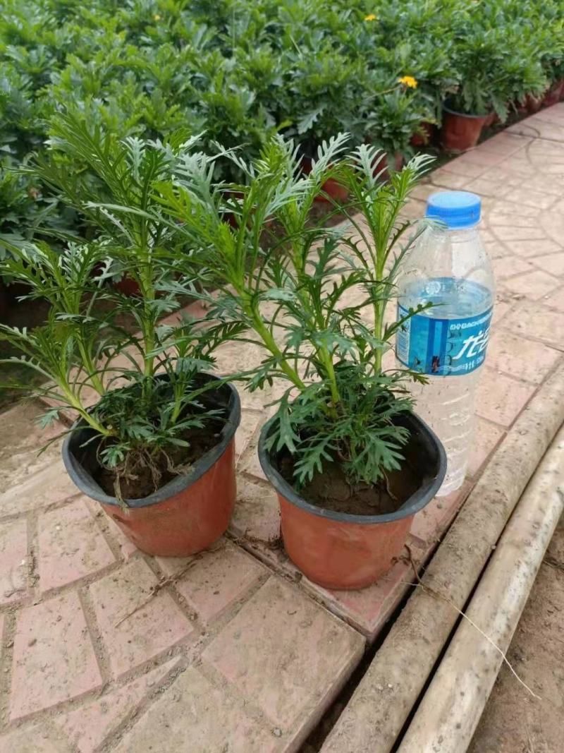 黄金菊，木春菊，一手货源，规格齐全，大量有货