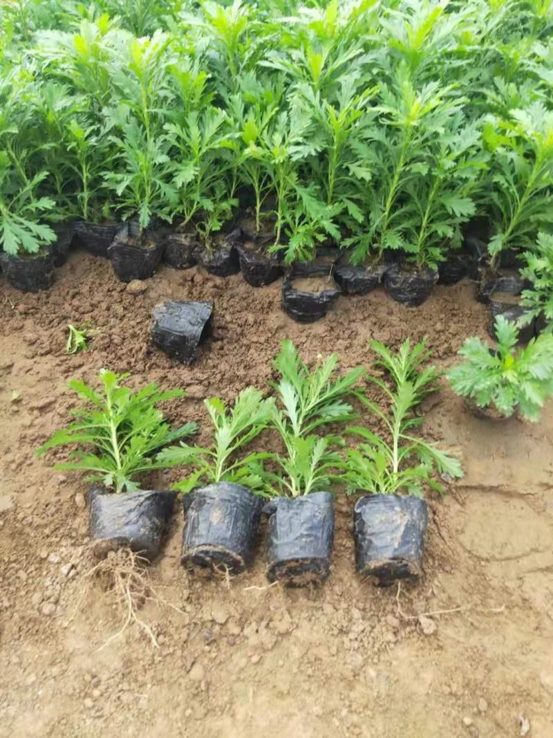 黄金菊，木春菊，一手货源，规格齐全，大量有货