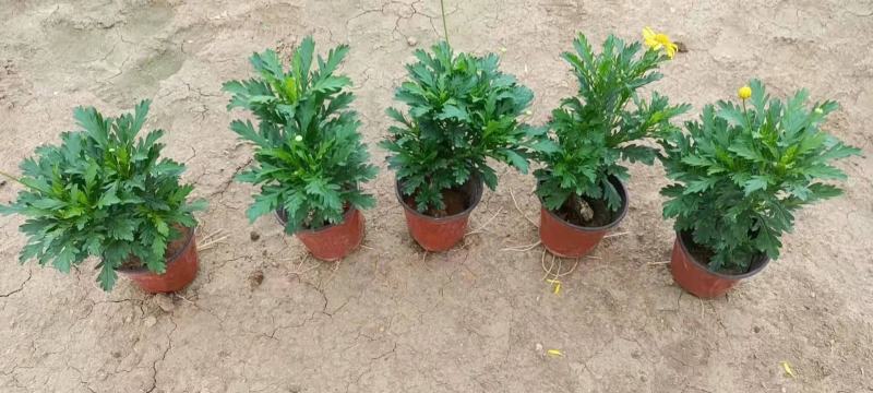 黄金菊，木春菊，一手货源，规格齐全，大量有货