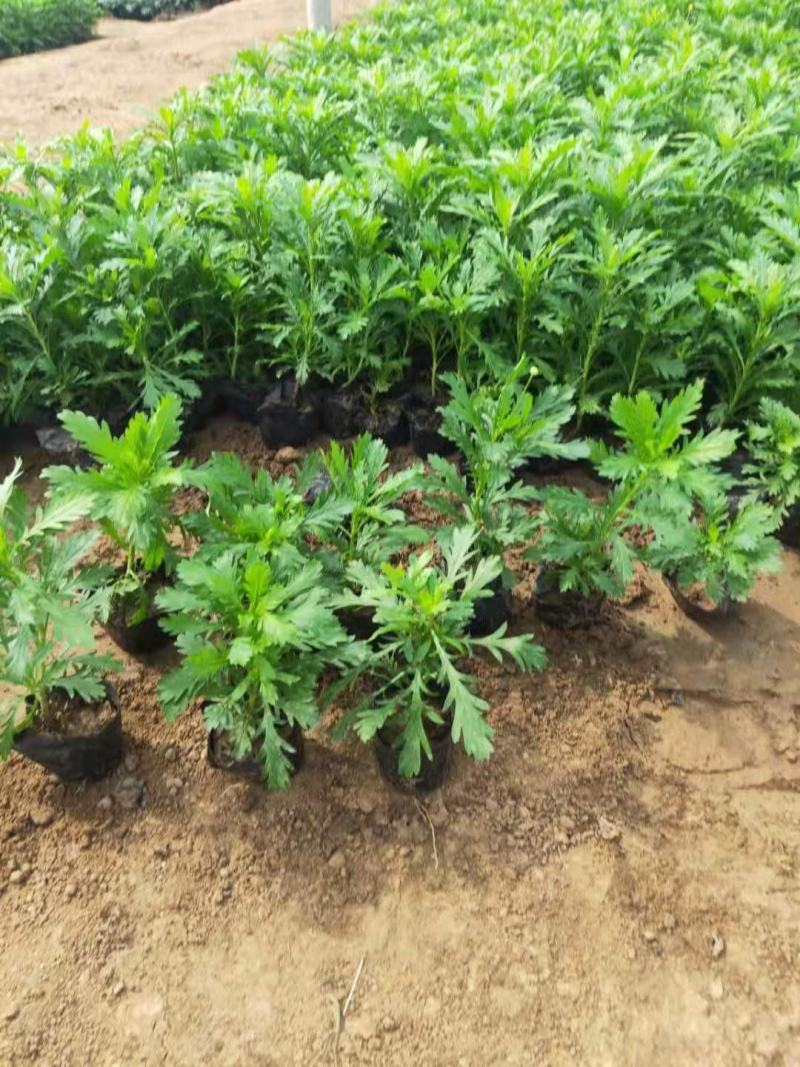 黄金菊，木春菊，一手货源，规格齐全，大量有货