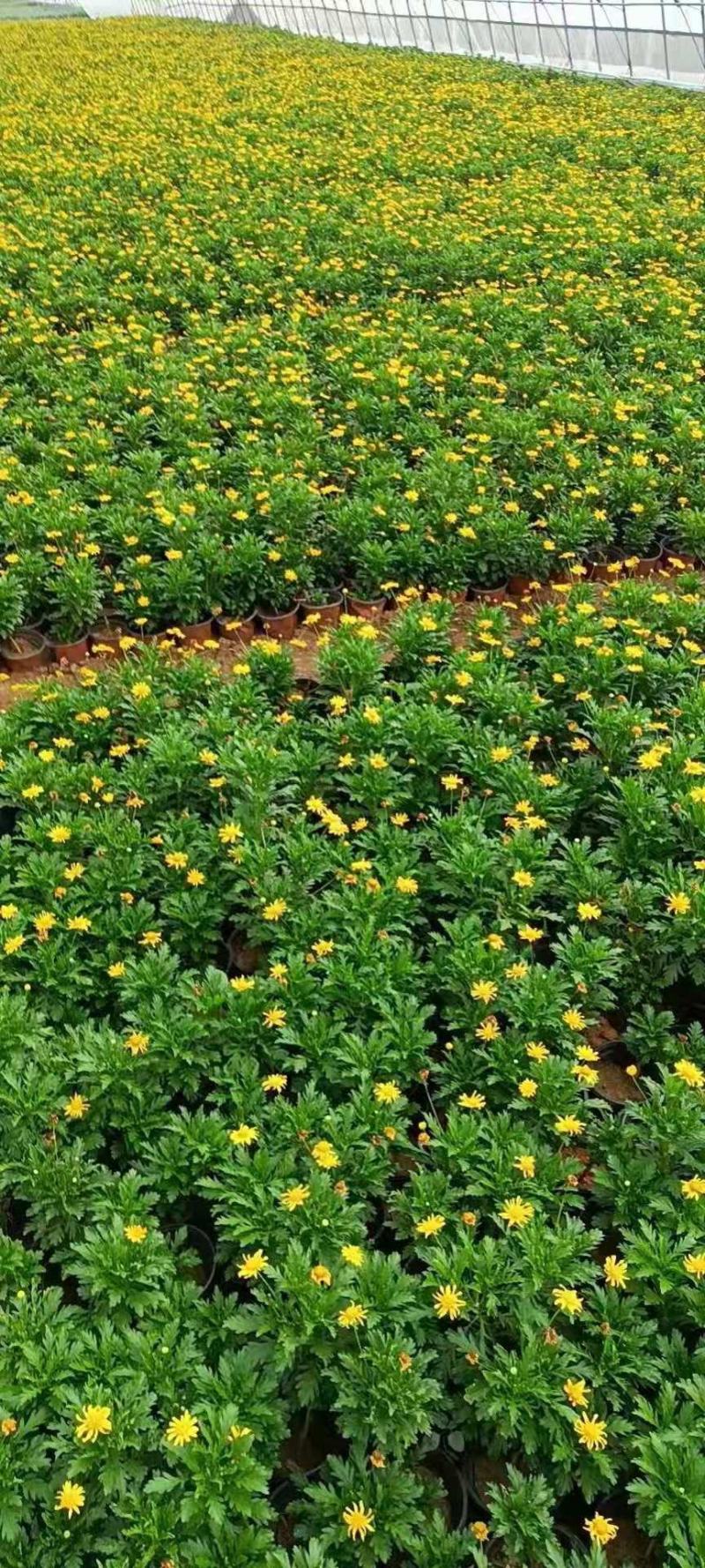 黄金菊，木春菊，一手货源，规格齐全，大量有货