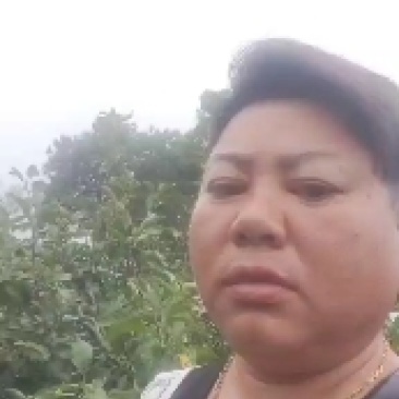 美八苹果