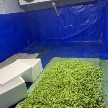 夜香花现在冬天比较少，需要的客户们先把我联系方式保留
