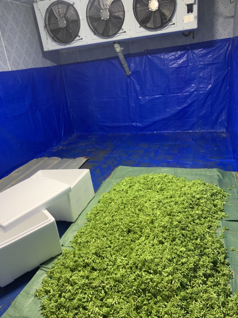 夜香花现在冬天比较少，需要的客户们先把我联系方式保留