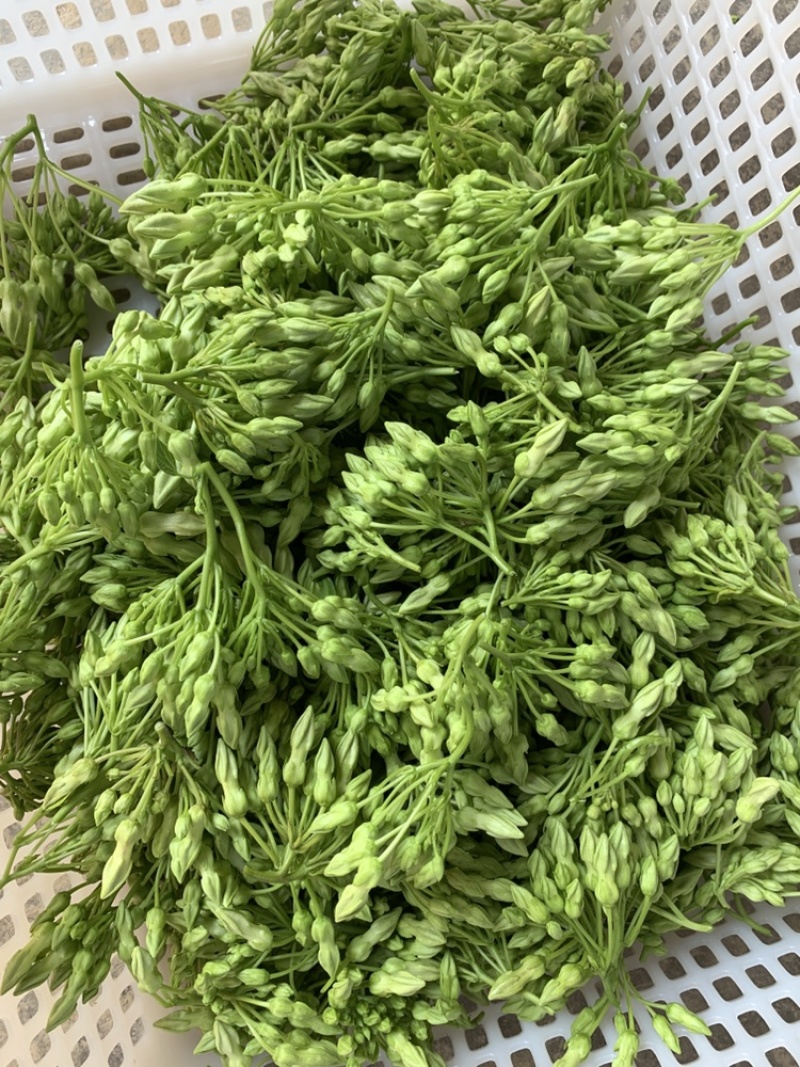夜香花现在冬天比较少，需要的客户们先把我联系方式保留