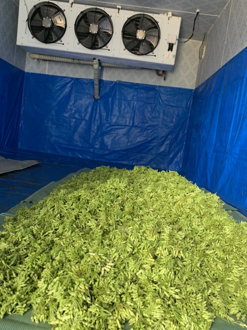 夜香花现在冬天比较少，需要的客户们先把我联系方式保留