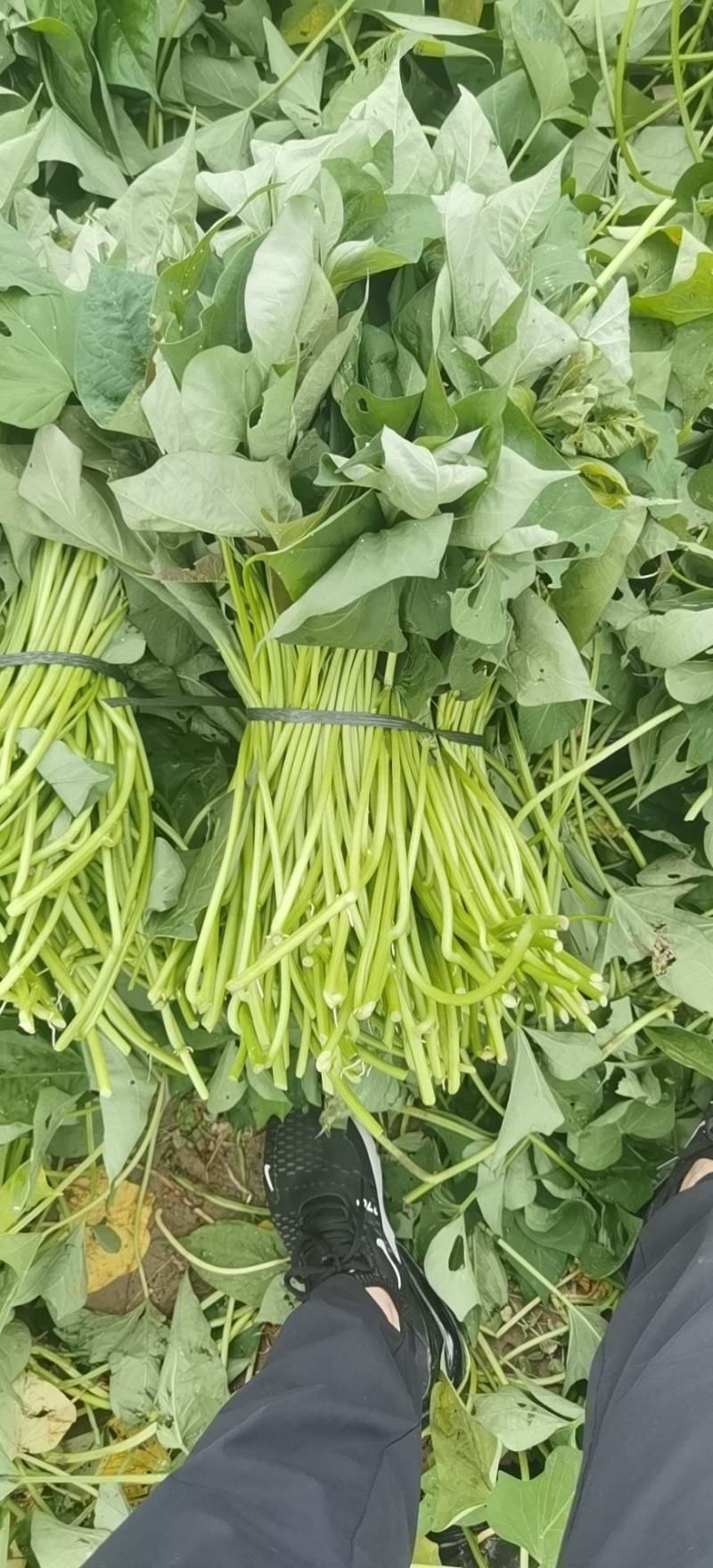 西瓜红脱毒苗