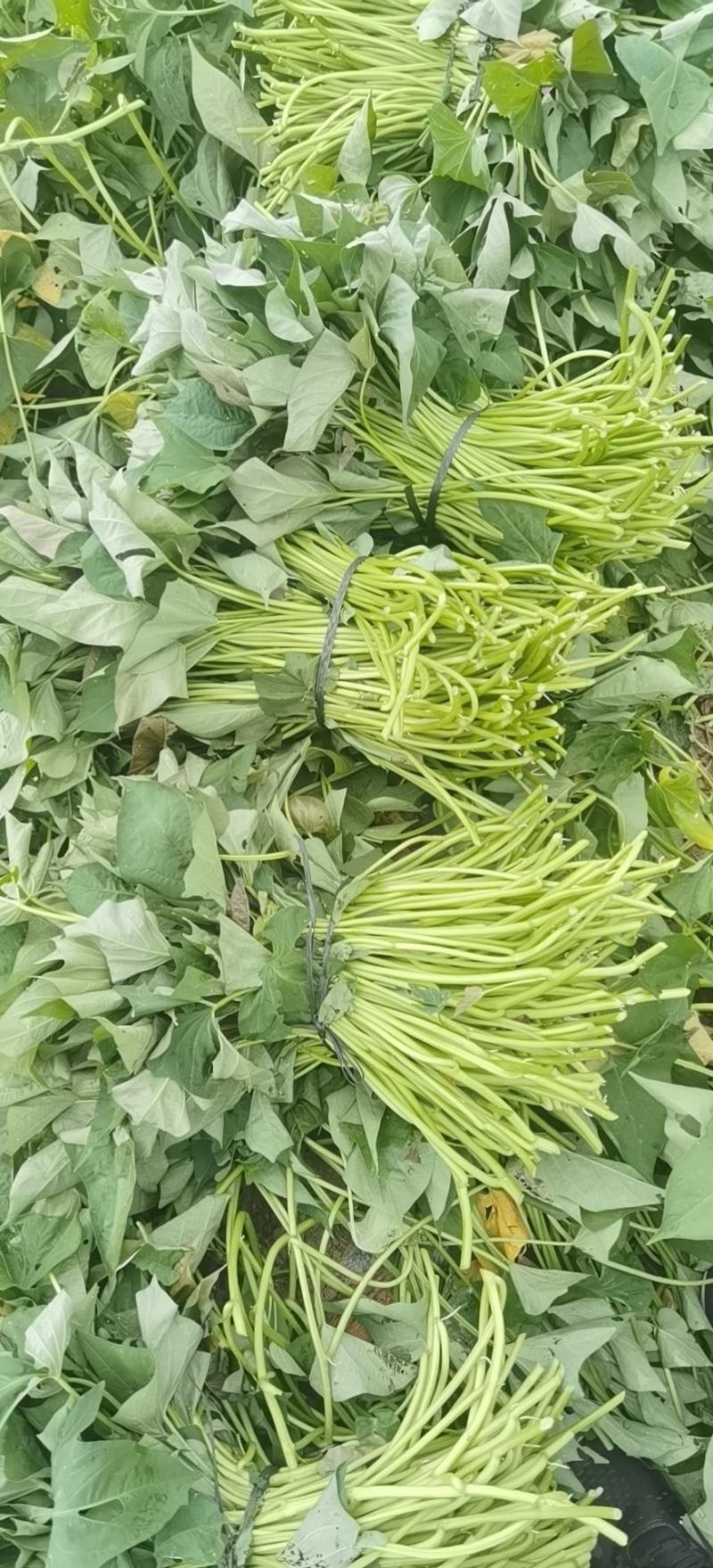 西瓜红脱毒苗