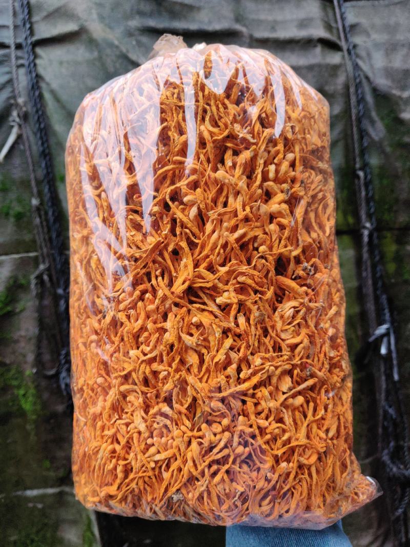 虫草花食用菌烘干新货北虫草2斤实惠装包邮