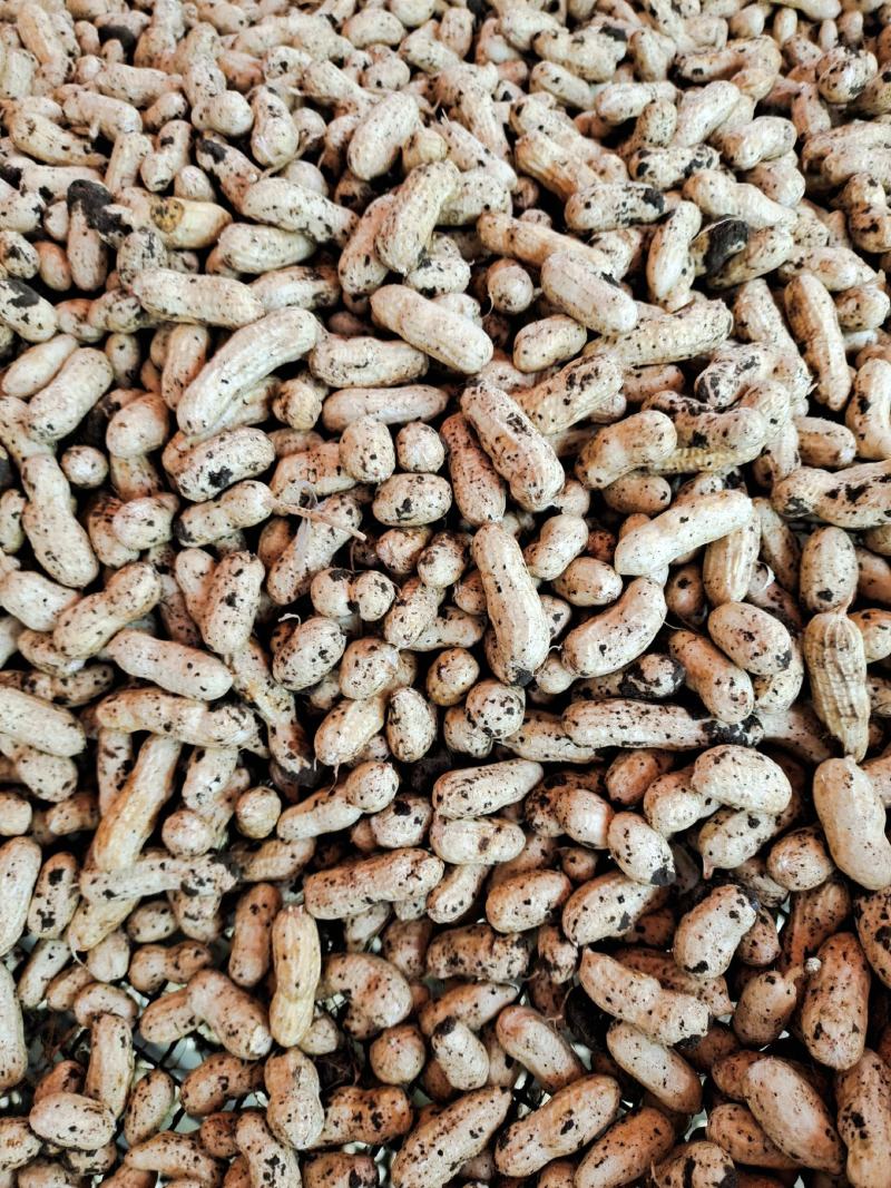 现摘鲜花生，成熟度高，大白沙，小白沙，罗汉果，人工过筛