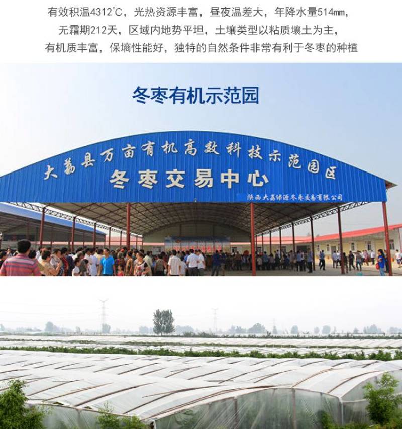 大荔冬枣承接各大平台订单，可整车发货，欢迎对接