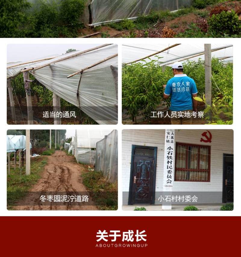 大荔冬枣承接各大平台订单，可整车发货，欢迎对接