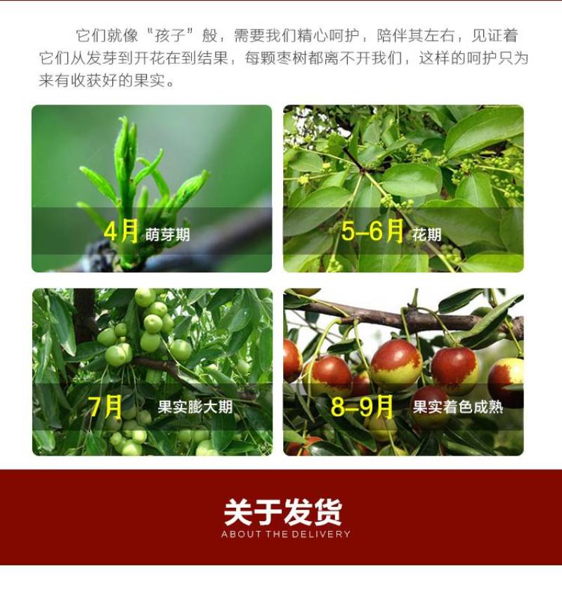 大荔冬枣承接各大平台订单，可整车发货，欢迎对接