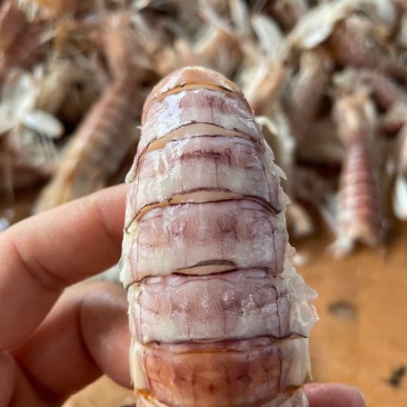 皮皮虾虾姑爬爬虾天然海捕原产地供应新鲜到家