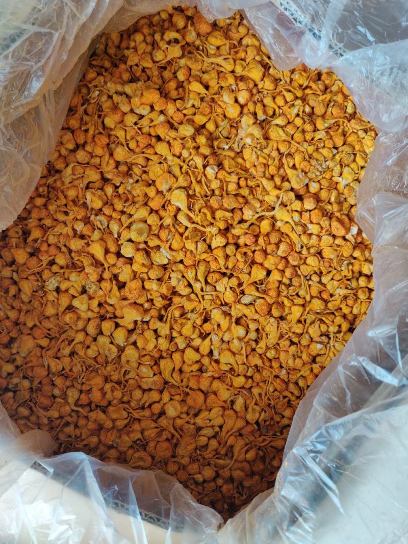 虫草花大孢子头孢子粉足北虫草寻地道食材品自然味道