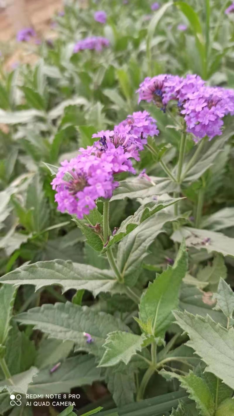 桑托斯马鞭草，品种好，花期长，好养，价格实惠