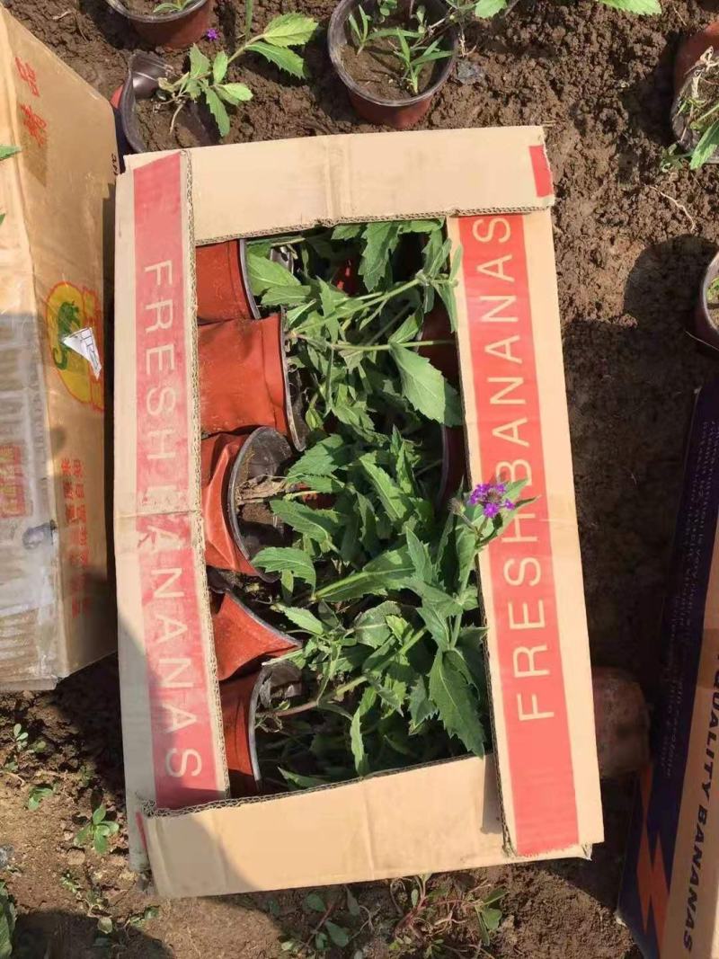 桑托斯马鞭草，品种好，花期长，好养，价格实惠