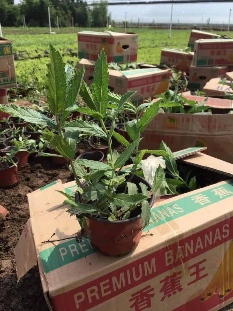 桑托斯马鞭草，品种好，花期长，好养，价格实惠