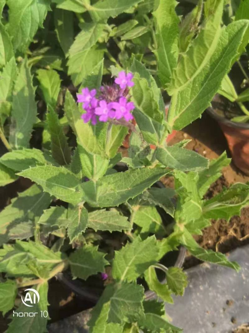 桑托斯马鞭草，品种好，花期长，好养，价格实惠