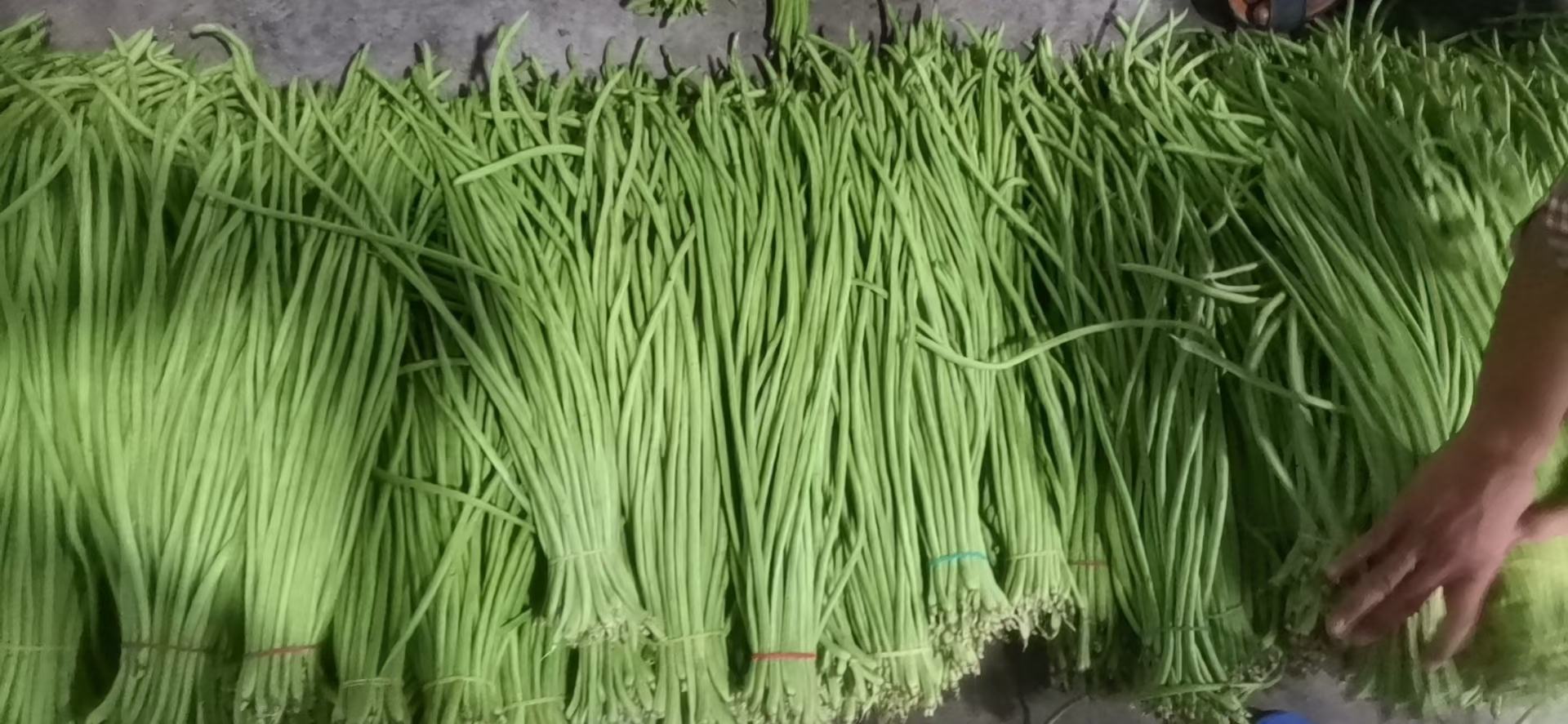 扁豆角中毒警示图