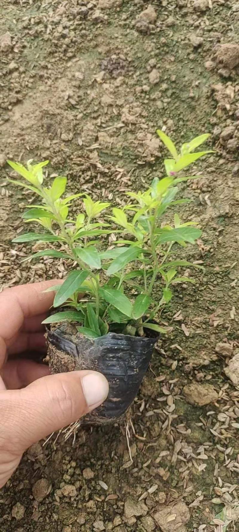 金叶满天星，新品种上市，基地直发，一手货源