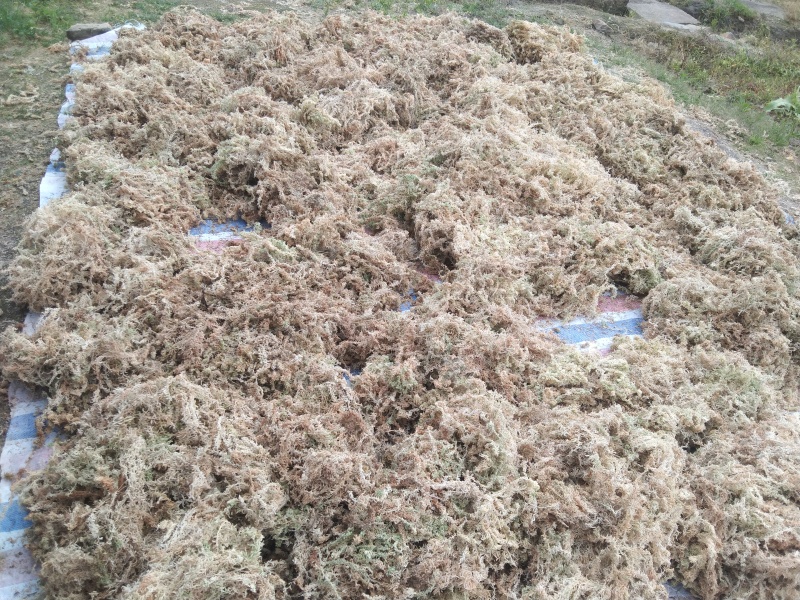 水苔销售，福建高山区野生粗花水苔