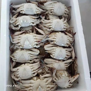 梭子蟹，速冻