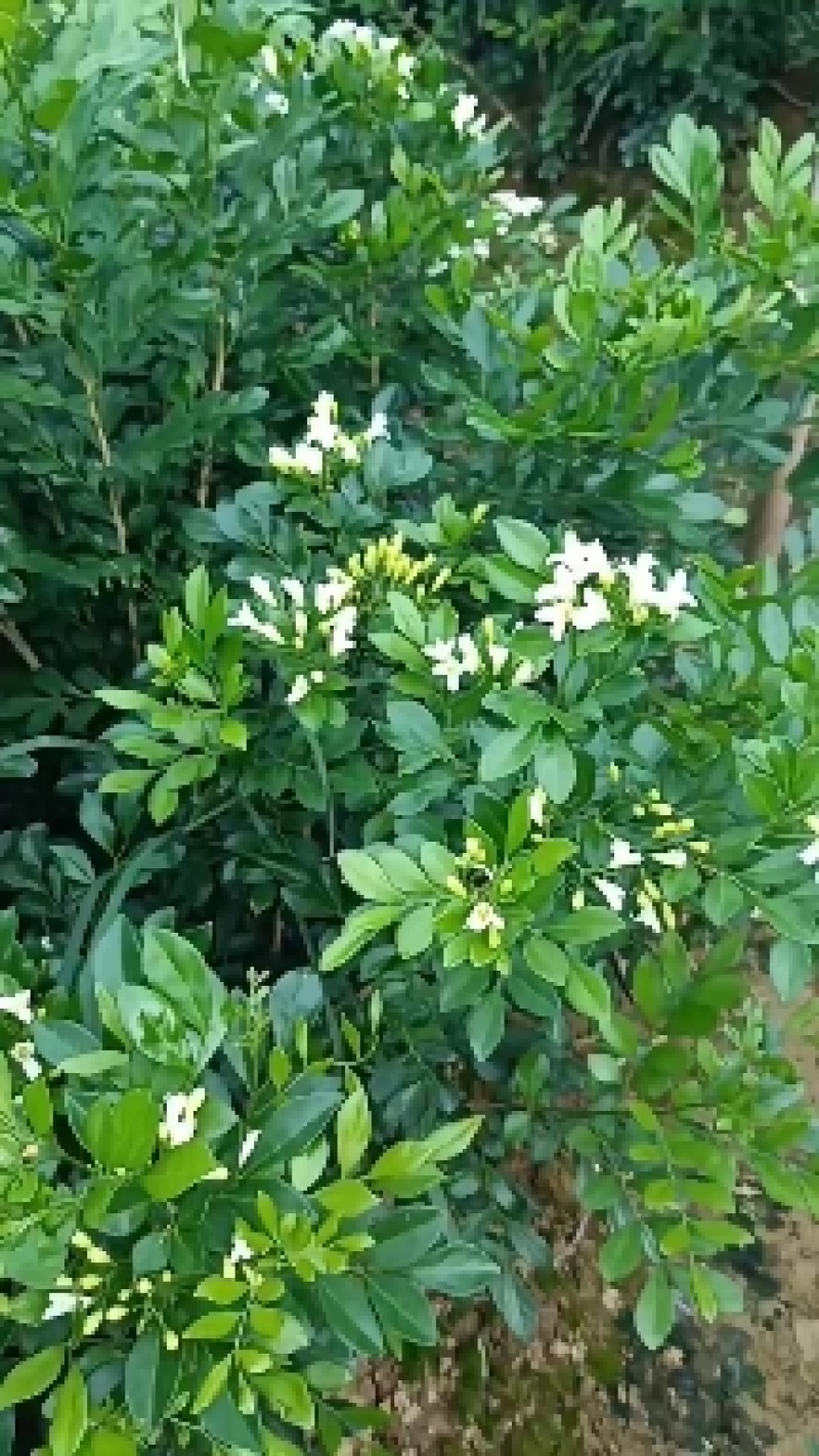 广西九里香苗驱蚊草四季开花九里香盆栽城镇绿化苗