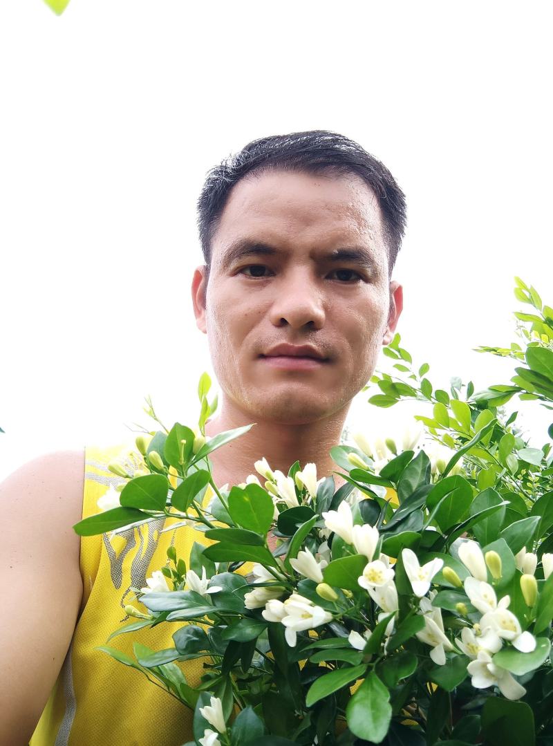 广西九里香苗驱蚊草四季开花九里香盆栽城镇绿化苗