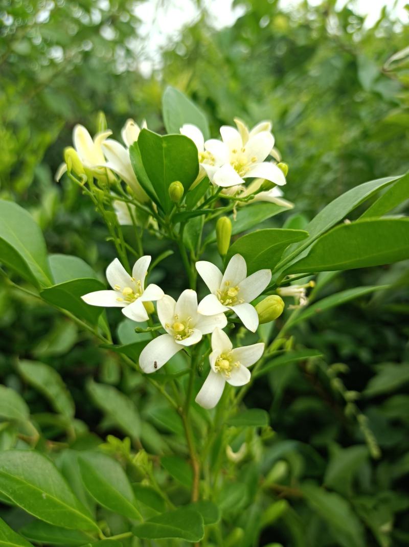 广西九里香苗驱蚊草四季开花九里香盆栽城镇绿化苗