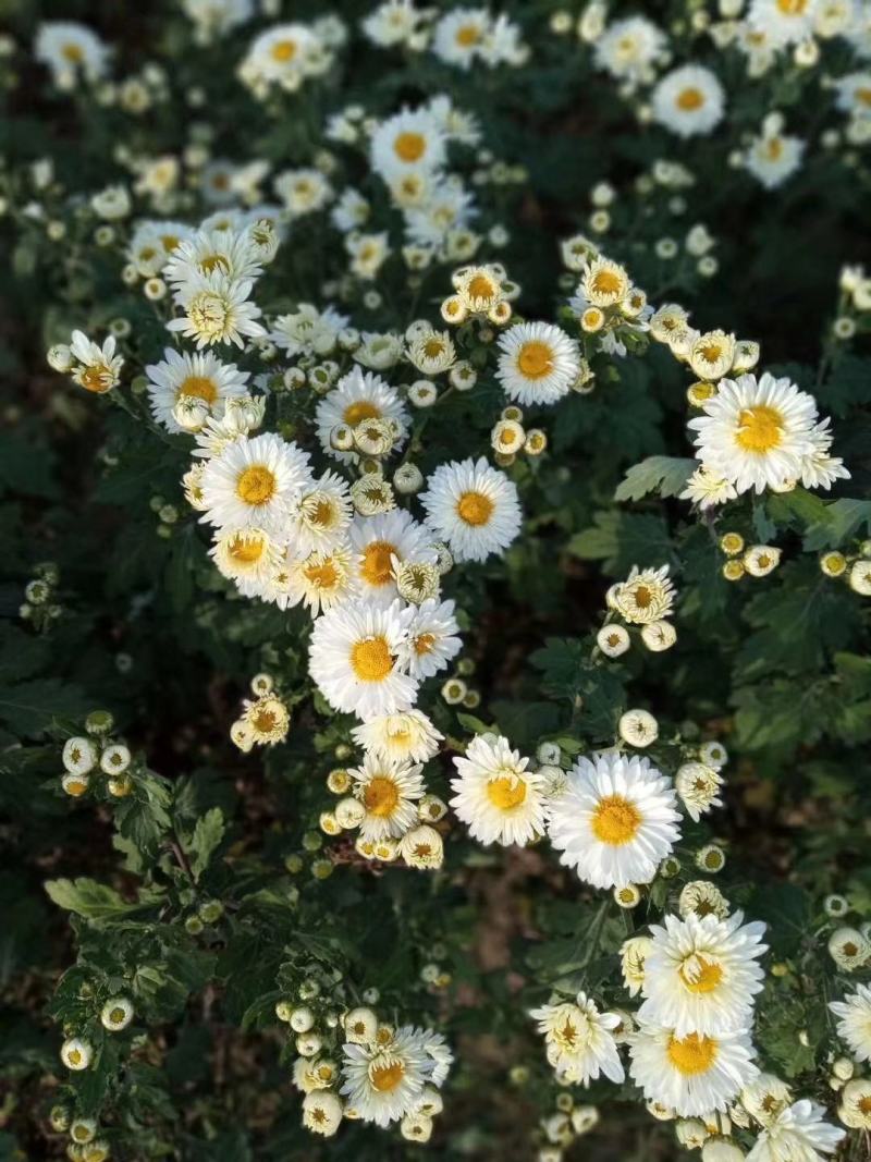 【福白菊】湖北麻城福田河出产福白菊鲜花