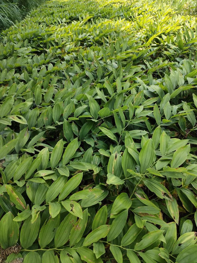湖南高山鲜玉竹基地，加工最好时机量大从优，欢迎订购