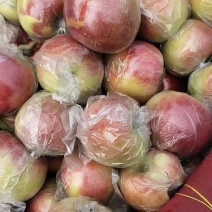 美八苹果膜袋个头大颜色好瓜型正包装小工齐全
