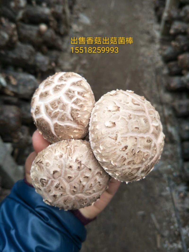出售香菇出菇菌棒19*58/18.60