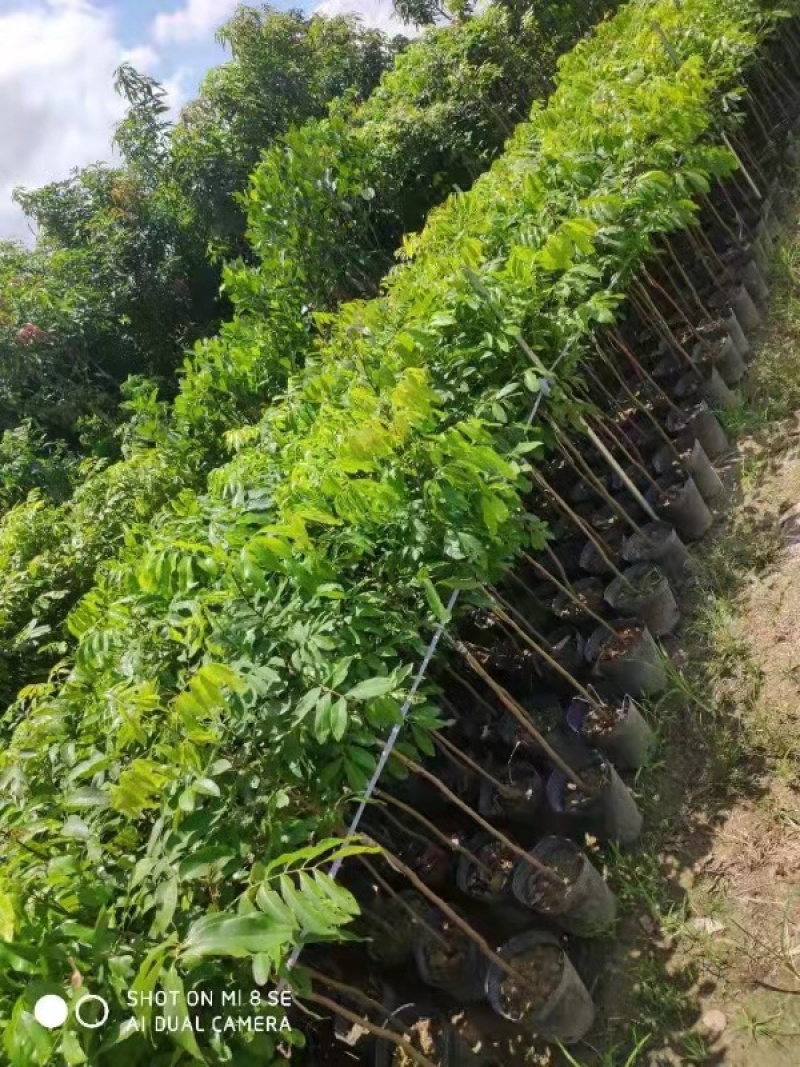 大量出售龙眼树苗嫁接石峡龙眼苗四季龙眼苗