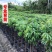 大量出售龙眼树苗嫁接石峡龙眼苗四季龙眼苗