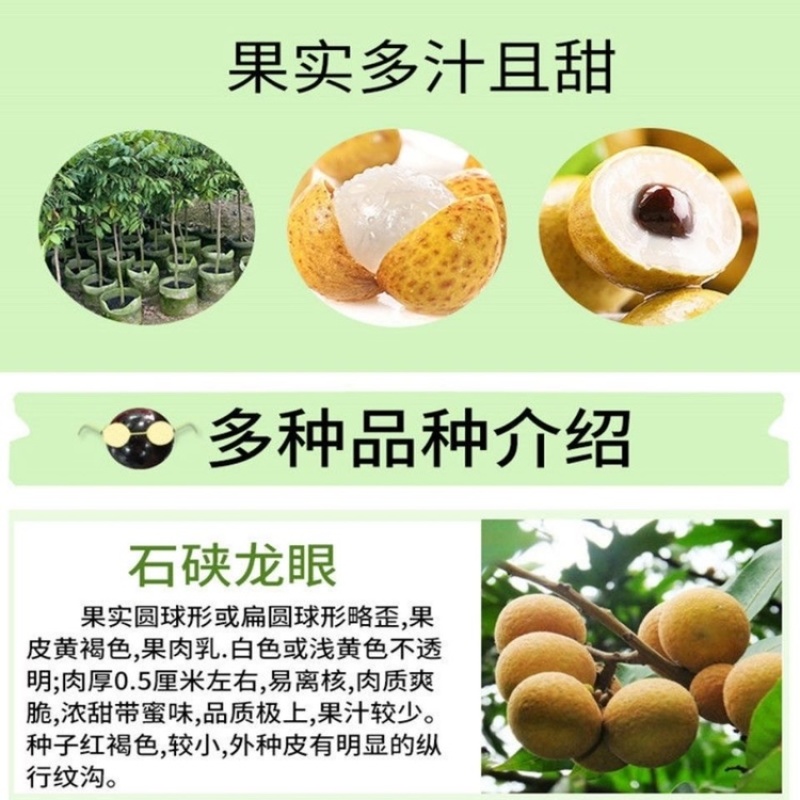 大量出售龙眼树苗嫁接石峡龙眼苗四季龙眼苗