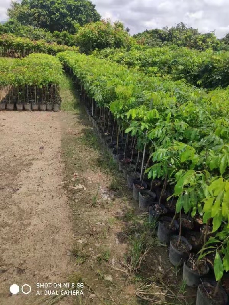 大量出售龙眼树苗嫁接石峡龙眼苗四季龙眼苗