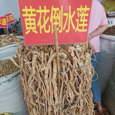 中藥材批發貨源充足，质量保證有大量貨源黄花倒水莲