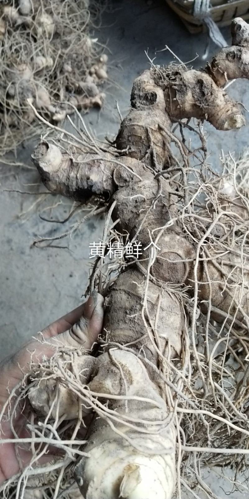 湖南高山黄精基地，自产自销